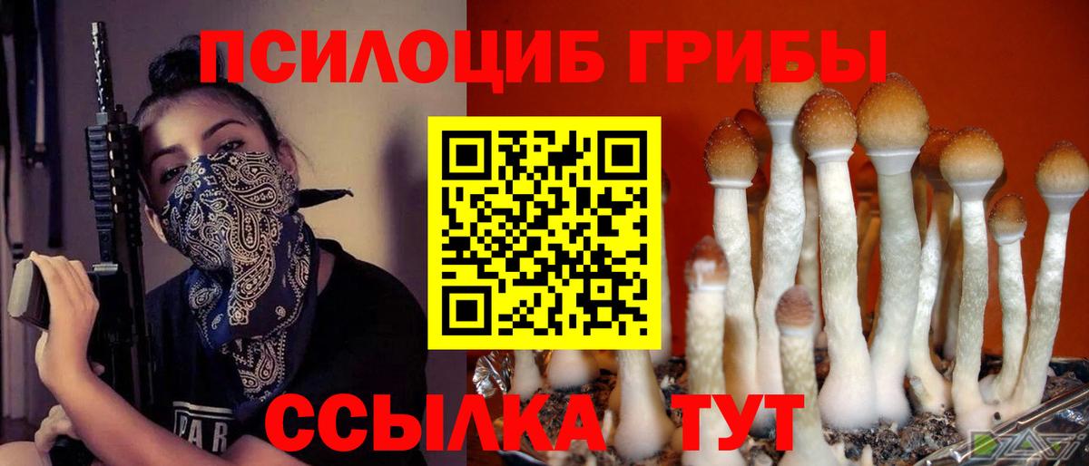 Галлюциногенные грибы Psilocybine cubensis Междуреченск